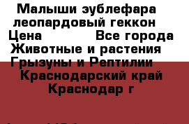 Малыши эублефара ( леопардовый геккон) › Цена ­ 1 500 - Все города Животные и растения » Грызуны и Рептилии   . Краснодарский край,Краснодар г.